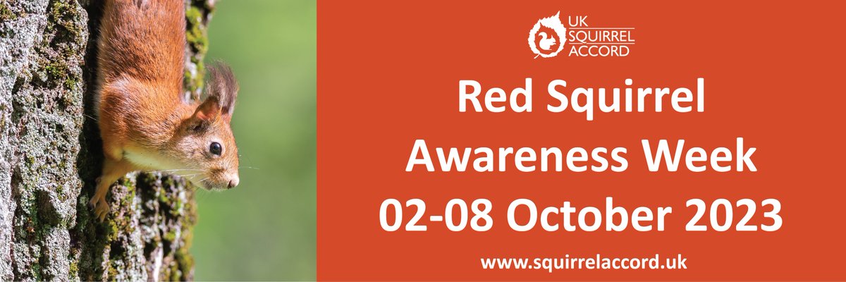 This year's #RedSquirrelAwarenessWeek is 02-08 #October 2023. Do you have events or activities planned to raise awareness & celebrate our remaining #redsquirrels? Email info@squirrelaccord.uk to add them to the week's calendar. #wildlifeWednesday #wildlife #animals #conservation