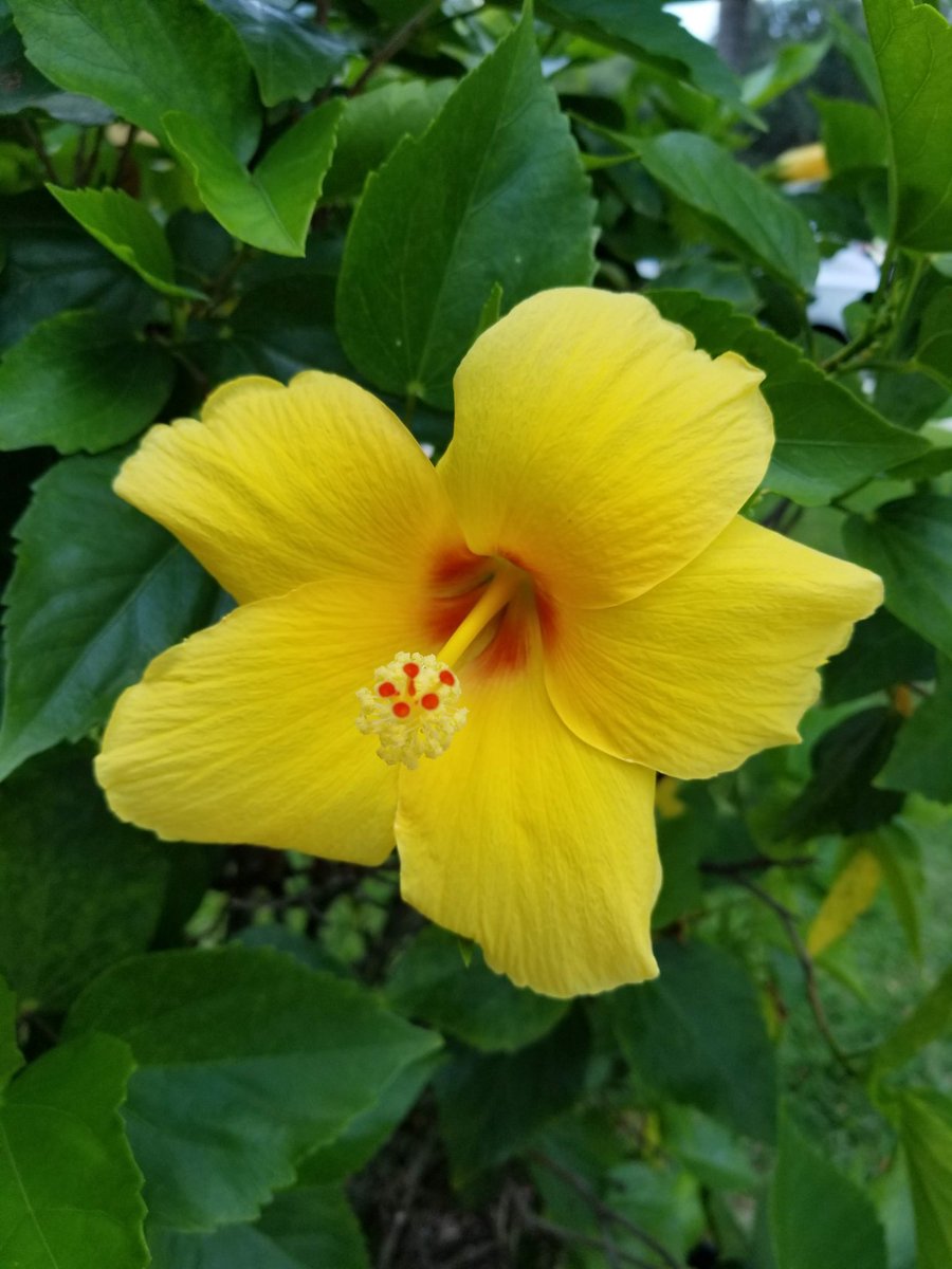 Mellow yellow.. 🎶 🌻🌼 #flowers  #yellow #creator #hotshotz #hotshot #media #reels  #weekend #photography #3d #sunshine