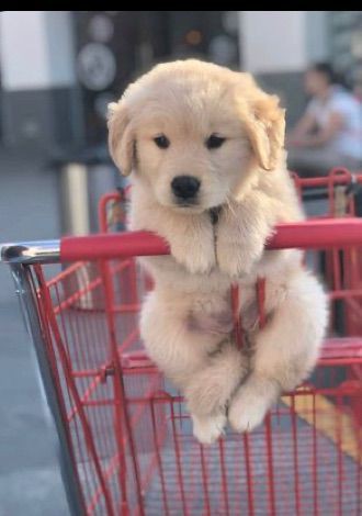 coffeewithdog's tweet photo. Oh dog is cute 🥰
#DogLoverGift #DogMom #Pet #DogCollar #DogLover #PetAccessories #DogTag #PersonalizedDogTag #DogIdTag #DogHairBows https://t.co/YKGQsnvFo5