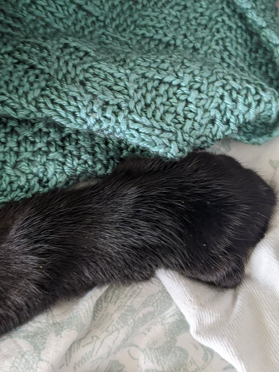 Eleanor_Writing's tweet photo. Daily question of who needs more cuddles, cats or baby. Cat winning so far 🐱🐾 https://t.co/xxQmtrPevT