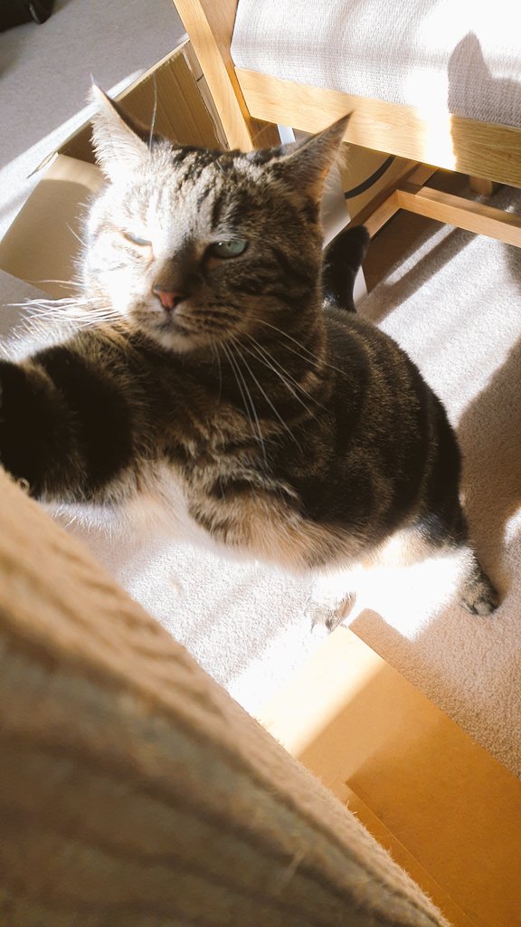 I'm so tall I can reach the sun! 🌞 #whiskerswednesday