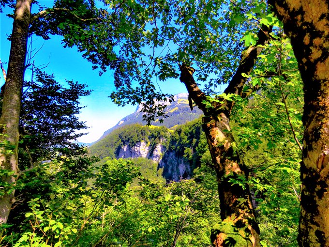 Greenisamissio1's tweet photo. A quick reminder for today    

If the heat bothers you, plant a tree.🌱
If the water bothers you, plant a tree. 🌲
If you like fruits, plant a tree. 🌿
If you like birds, plant a tree.🌳
And if you like life, plant many trees. 🌳🌲🍀💚 https://t.co/PuxXj6VYox