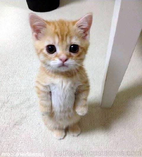 starfess's tweet photo. -star HAERIN SI KUCING 🧍‍��️🙀😭
https://t.co/XvjvxHbG74