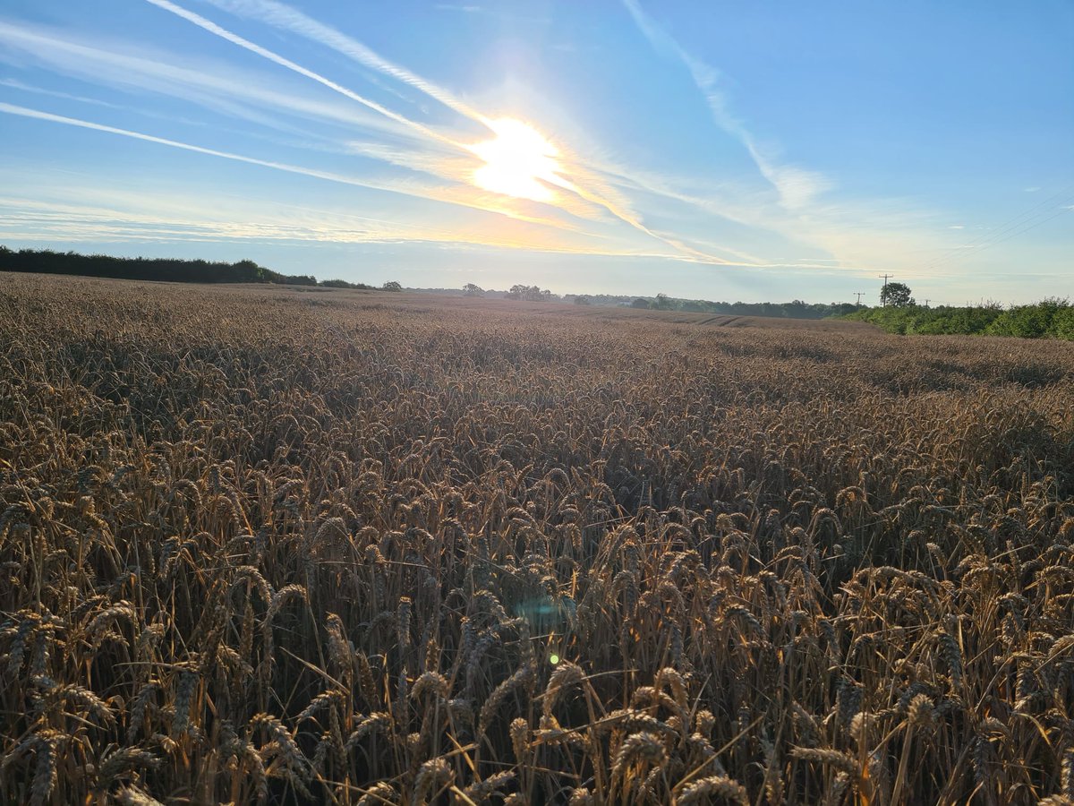 PROT_DISEWORTH's tweet image. Weekly Wheat update,  fields this morning.  Sun peeking through. #selfsustainability #foodpoverty
@SEGROplc @EMA_Airport @EMidsFreeport and you want to concrete this! @LeicsCountyHall @NWLeics_CEO 10 tons of wheat flour (1 ha) is enough for 7000 loaves. Good luck importing wheat!
