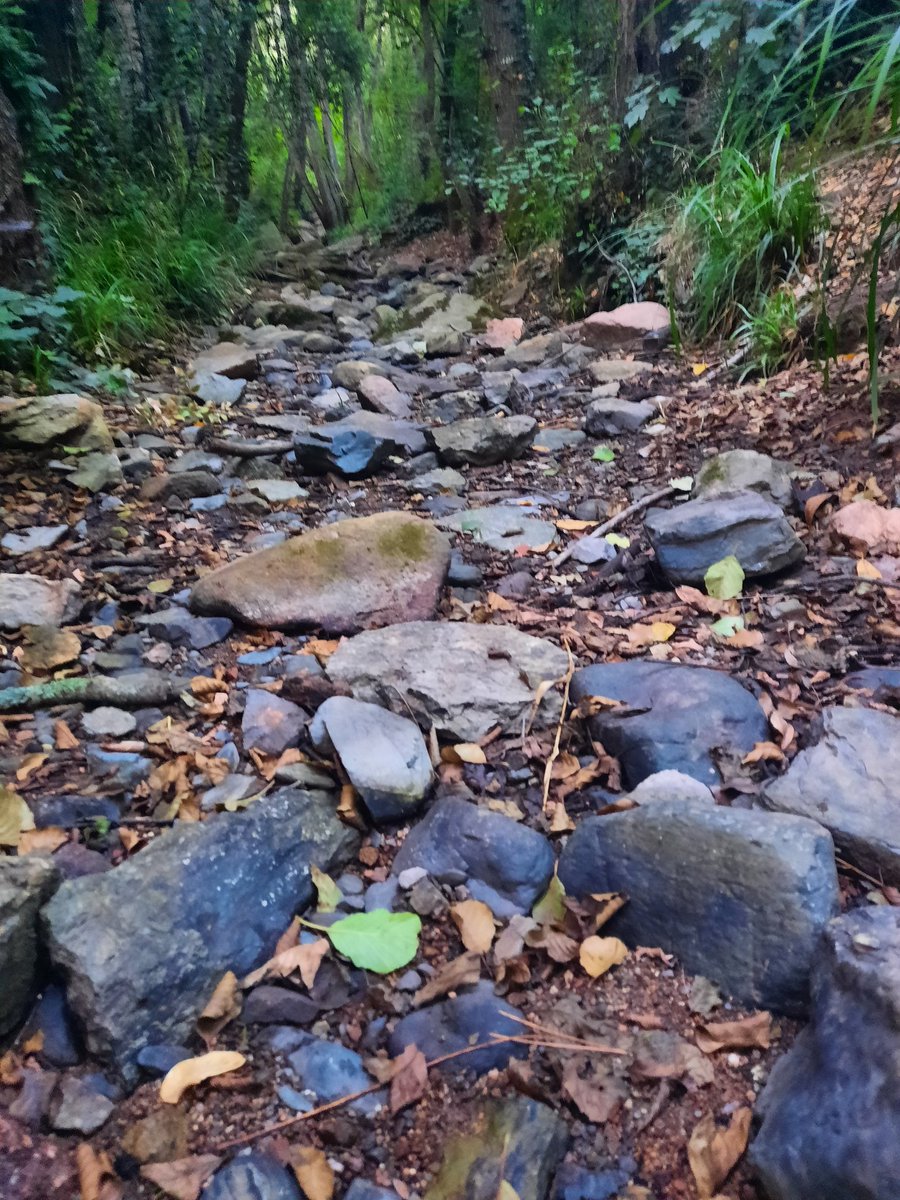 Aqui hi ha uns verneda amenaçada. La riera de Vallcàrquera <a href="/Aj_Figaro/">Ajuntament de Figaró-Montmany</a>, l'espai fluvial més valuós del <a href="/montseny/">Parc Natural i Reserva de la Biosfera del Montseny</a> de ponent, s'ha assecat coincidint amb la setmana de la sobrecapacitat de la terra, i no és culpa de la sequera, sinó un problema de gestió