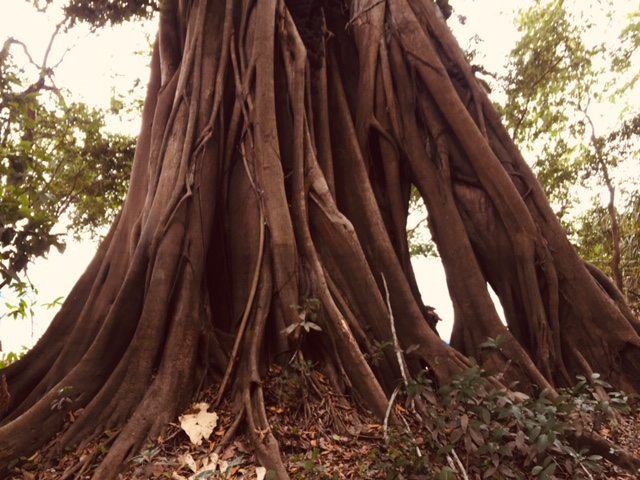 medicusmundi's tweet photo. Por fin paises que comparten territorio amazónico se reúnen para buscar cómo salvar la selva amazónica. Desde Riberalta en la Amazonia boliviana (30 años trabajando un modelo de salud integral)conocen la fórmula: frente a la #Deforestación, #Reforestación
https://t.co/1arHlQsJXD https://t.co/MsNtTuQkpT