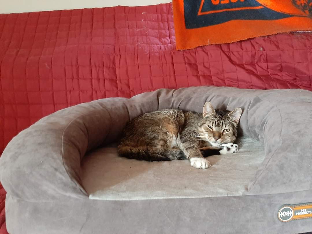 09Catleesi's tweet photo. How has it been a year since you went to the 🌈🌉?! My heart still hurts as if you died yesterday.

I love and miss you, my sweet girl Runt. 🕊🤍😿 #CatsOfTwitter #pets #grieving @SheilaMJfan4Evr @KrisandBugachi https://t.co/mtAoqHWSdd