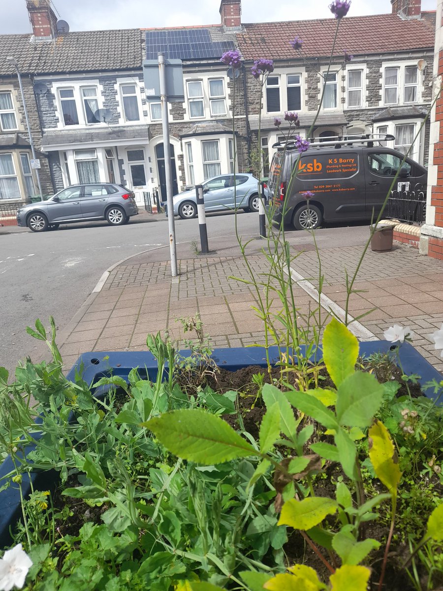 Just added these #plants in Riverside #Cardiff thank you @cardiffcouncil for supplying them @CaroWild @Grow4Riverside #LocalPlacesforNature