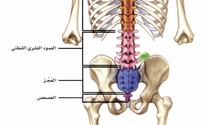 Esraabali2's tweet photo. @basemhenri @1whatsapp_ لا ولكن هذا توضيح لمكان الالم المكان مشار اليه باللون الاخضر https://t.co/QPt7aHihBH