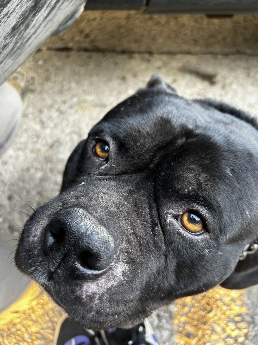 sandybonilla82's tweet photo. @atr_ahre Chocolate es un labrador tiene 12 años y fue rescatado, Jax es american bully tiene 3 años, fue abandonado y por ultimo, Osa la consentida, es una sobreviviente, fue atropellada, atacada por otros perros ( 3 veces) tambien fue atacada por otro animal y perdio un ojo. https://t.co/ipplS5YeFA