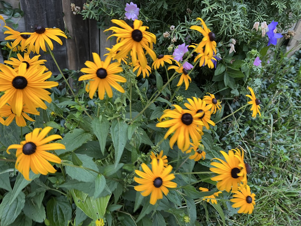 kunrup's tweet photo. Wednesday early morning run around Bramlea Woods. It is a comfortable and pleasant weather.
#brampton #stayactive #staymotivated #activelifestyle #midweekmotivation #everydayrunner #running #runninggoals #runnersdiary #positivevibes #positivethinking https://t.co/4LFCVxrpKD
