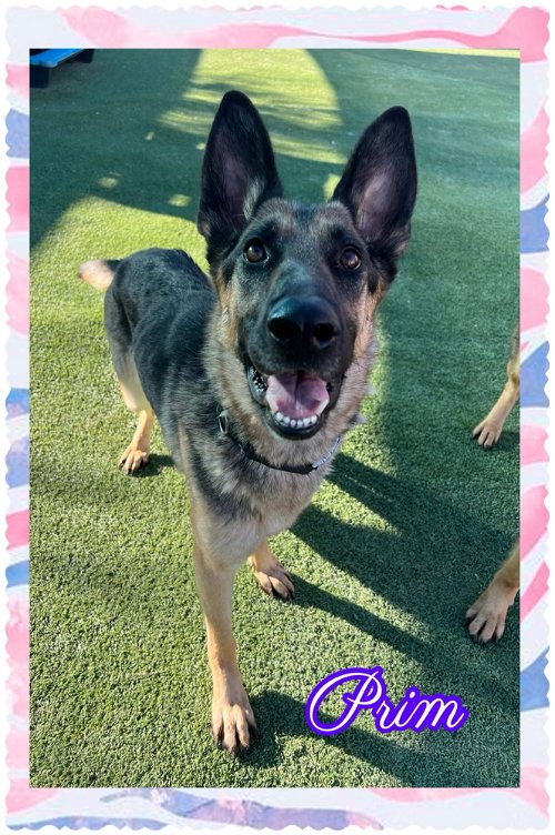 Available for adoption! Prim is a happy, healthy young GSD. She is outgoing and likes to play. She’s good with adults but hasn’t been near kids. Good with other dogs, untested with cats. 
Please fill out an application at: saveagermanshepherd.org