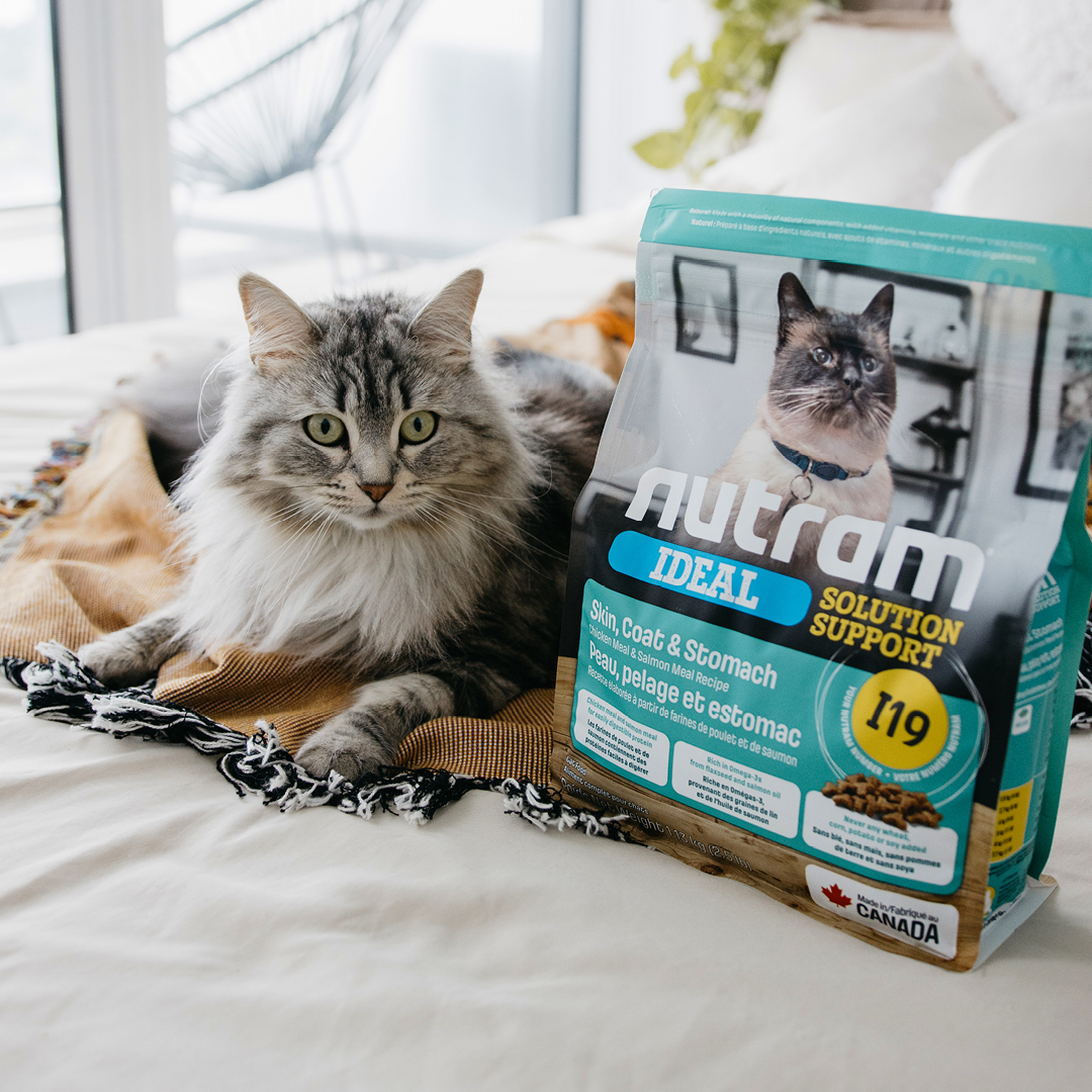 Our I19 Nutram Ideal Solution Support Skin, Coat &amp; Stomach Recipe for cats is packed with salmon oil and rosemary to promote healthy skin and a shiny coat. 

Learn more at nutram.com/ca/products/i1…
