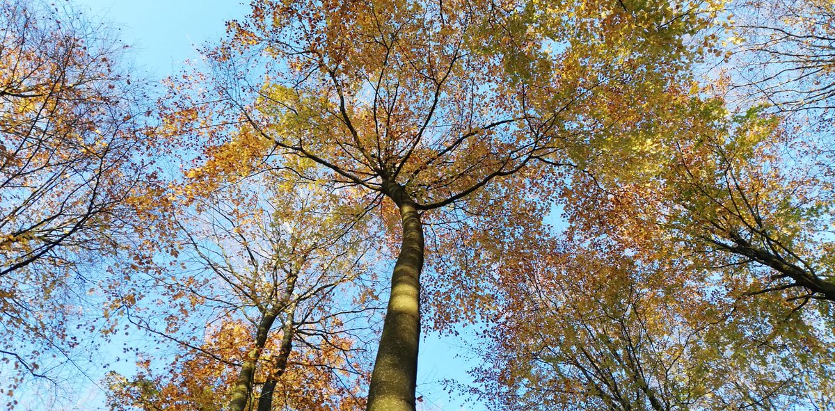 CLASouthEast's tweet image. Our annual Forestry Conference returns this autumn – with a fantastic line-up! Run with @ForestryComm @growninbritain, &amp;amp; supported by @silvicultureUK, the theme is "Next generation: Securing our future". Line-up here: members.cla.org.uk/MY-CLA/Events/… #ForestryConference23 @CLAtweets #CLA