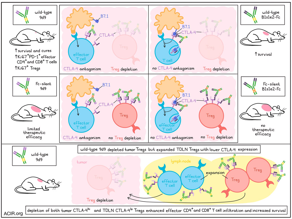 ACIR_org's tweet photo. Effective anti-CTLA-4 treatment requires both CTLA-4 antagonism and Treg depletion. Read our summary here: https://t.co/TKyOG3Hlgk @mitbiology @thewittruplab https://t.co/iqvu5JeAFB