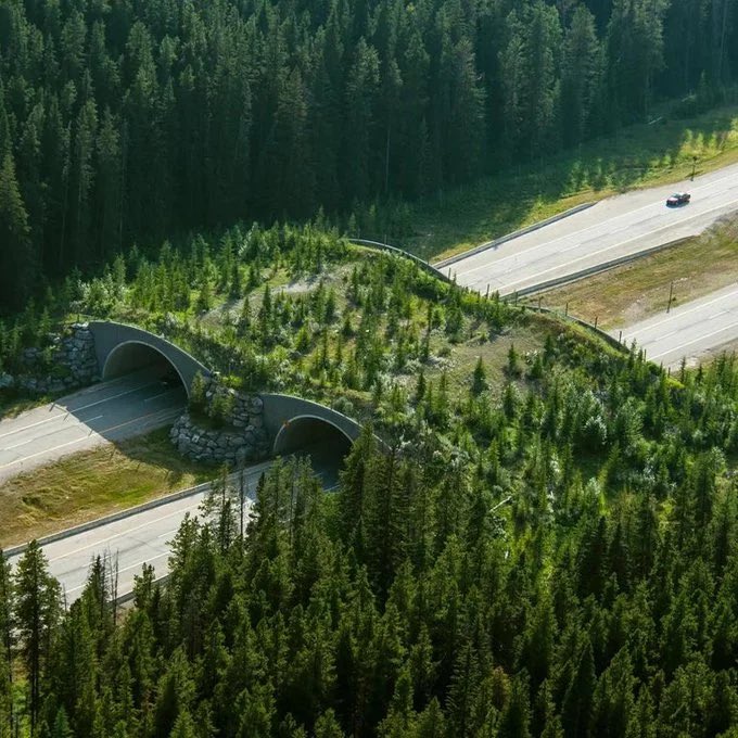 Banff wildlife crossing. The installation of this crossing has reduced animal-vehicle collisions by 80%