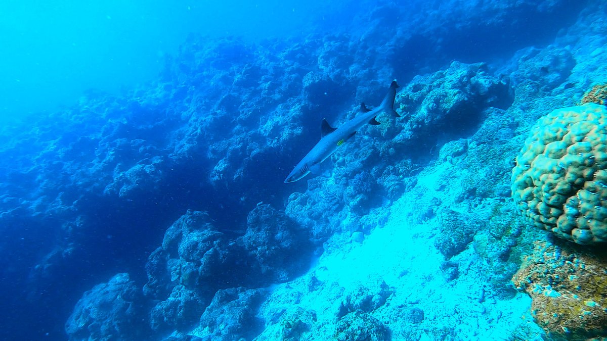 we_love_island's tweet photo. #ネムリブカ #サメ
#鮫 #シャーク
#shark
#whitetipreefshark
#whitetip
#reefshark
#海
#ocean #sea
#沖縄 #okinawa
#vacation
#離島 #island
#skindiver
#skindiving
#スキンダイビング
#underwater
#夏 #summer
#travel
#trip
#sightseeing
#旅行 #観光
#旅するエプロン
#沖縄離島
#離島観光 https://t.co/dgGEgWdgPK
