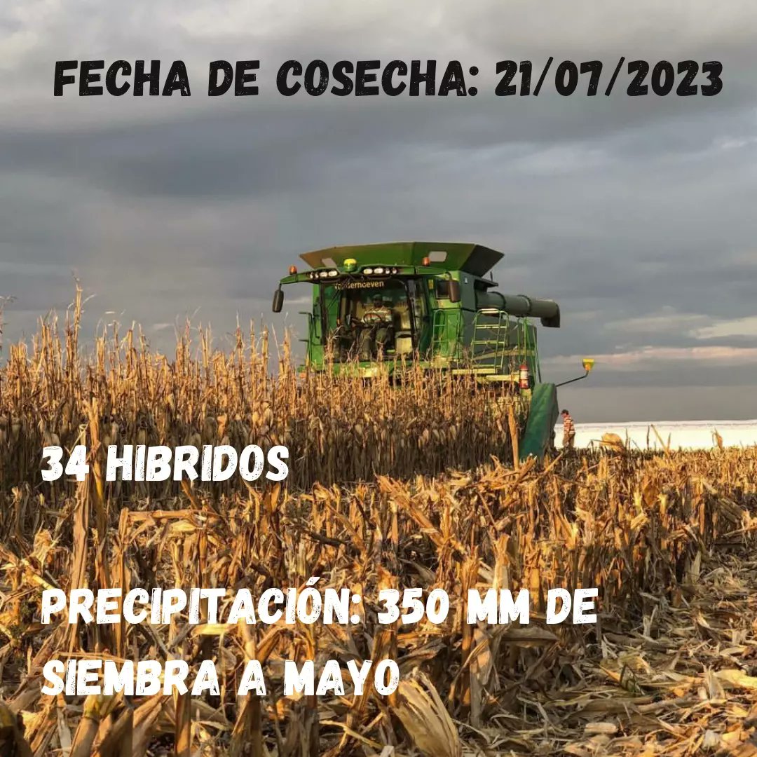 ateneosrbv's tweet photo. Ensayo de maíz tardío 🌽

Deslizá para ver toda la info y los resultados sobre el ensayo comparativo de rendimiento que hicimos en el establecimiento La Sara 👀

⬇️ https://t.co/0qC2aPEpld
