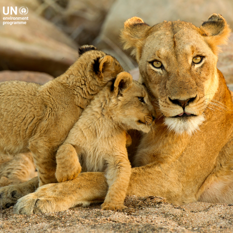 UNEP's tweet photo. Today is #WorldLionDay.

Habitat loss, illegal trade, and land disputes endanger the survival of lions. #ActNow to:

✅ Support lion conservation
✅ Spread awareness about illegal trade
✅ Avoid purchasing products that contain lion parts