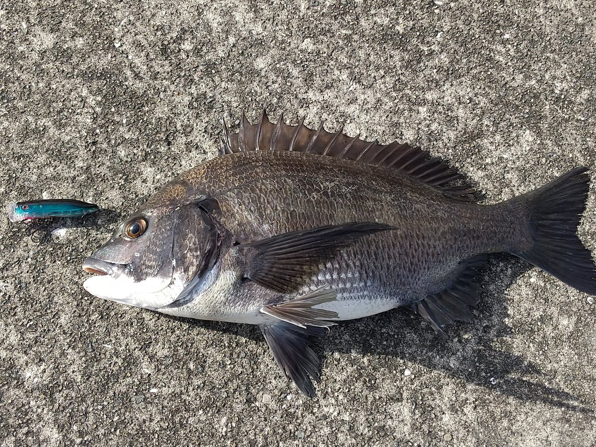 k_nagoro's tweet photo. 8月8日～8月9日の釣果🎣

表層ポッピングで爆釣🐟️🐟️🐟️
気持ち良い～⤴️⤴️⤴️

#ガボッツ #RISEPOP #FEEDPOPPER #シュガペン https://t.co/v3ItBeH7a6