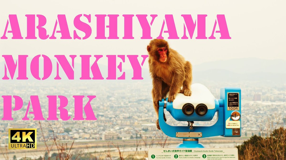 【Arashiyama Monkey Park】
"It is inhabited by a troop of over 170 Japanese macaque monkeys. The animals are wild but can be fed food purchased at the site."
 [Selected Videos 2000]
#猿山 #嵐山モンキーパーク

《Video (2:53)》youtu.be/KL9fa77K7Dg