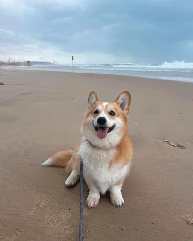 Corgi_Lover_s's tweet photo. Rainy ⛈️☔ and stormy 🥶 Day https://t.co/CEGnOjQMWy