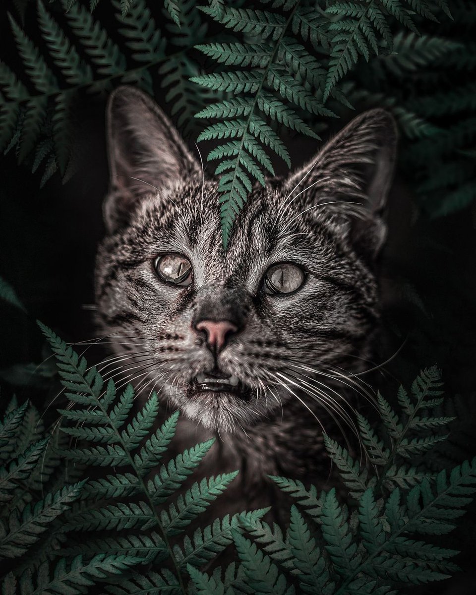 Al Barizi 💙 tweet media