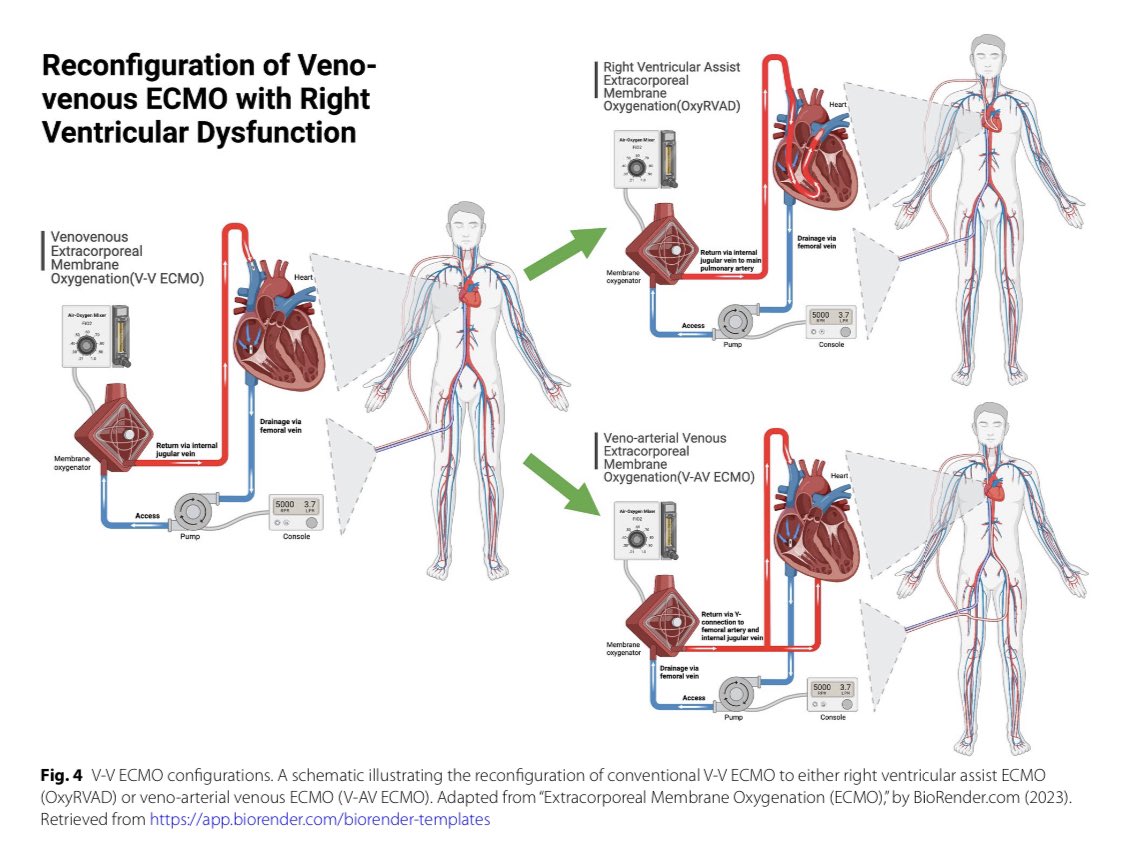 Vanessa S. Lanziotti tweet media
