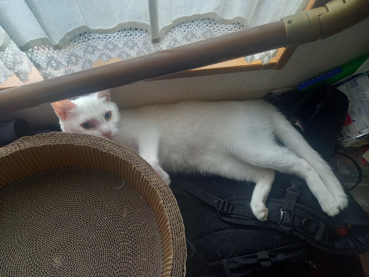 Haku531's tweet photo. 今日はハクの日🐱
(寝てる写真ばっかり😂)

 #8月9日 #ハクの日  #猫 https://t.co/z1VG93Zyah