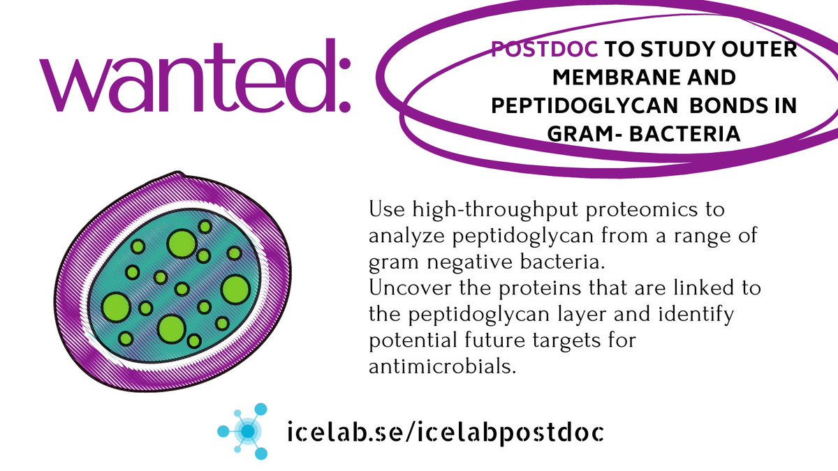 WANTED: #postdoc to study outer membrane and peptidoglycan bonds in gram negative #bacteria with <a href="/andrenmateus/">André Mateus</a> and <a href="/FelipecavaM/">Felipecava.mims</a> at
@UmeaUniversity! Deadline: 21-Sept-2023  Full details➡️icelab.se/opportunities/…
