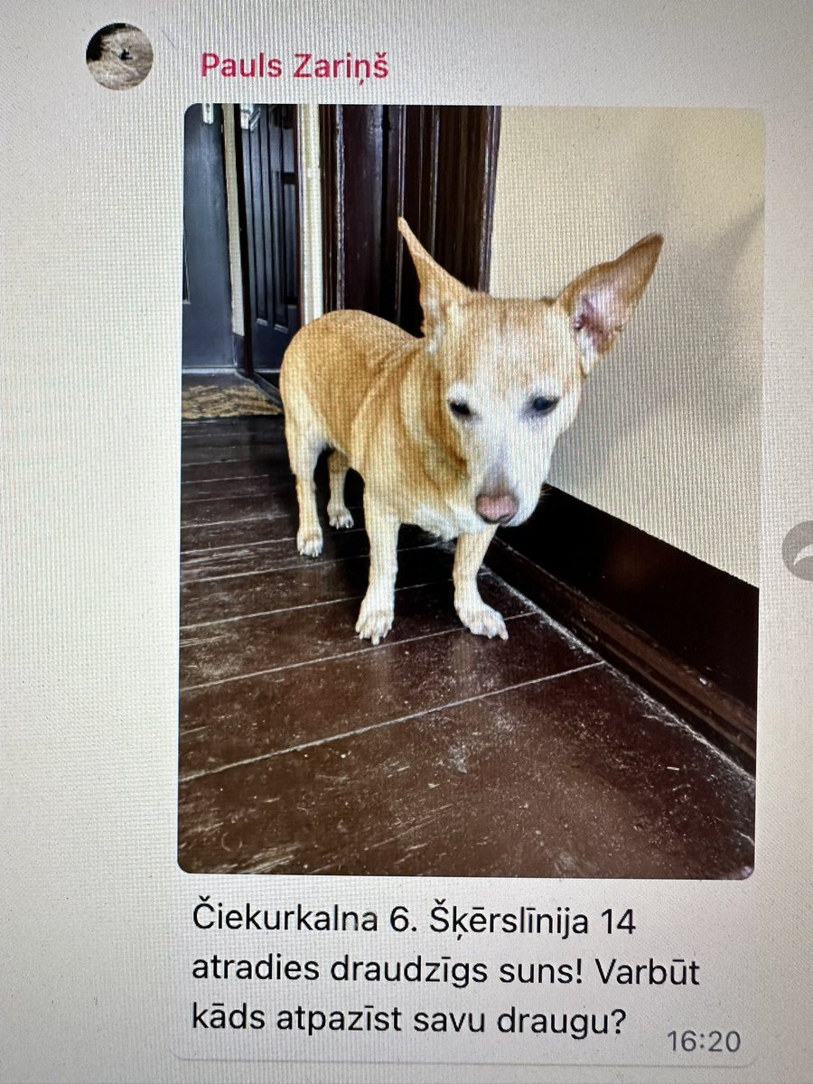 Ciekurkalna's tweet photo. 🐕 #atrasts #suns @Zoopolicija @Ulubele #Čiekurkalns https://t.co/jFk2e9CzTb