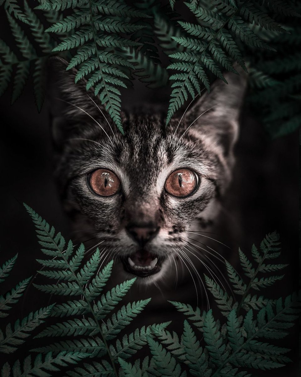 Al Barizi 💙 tweet media