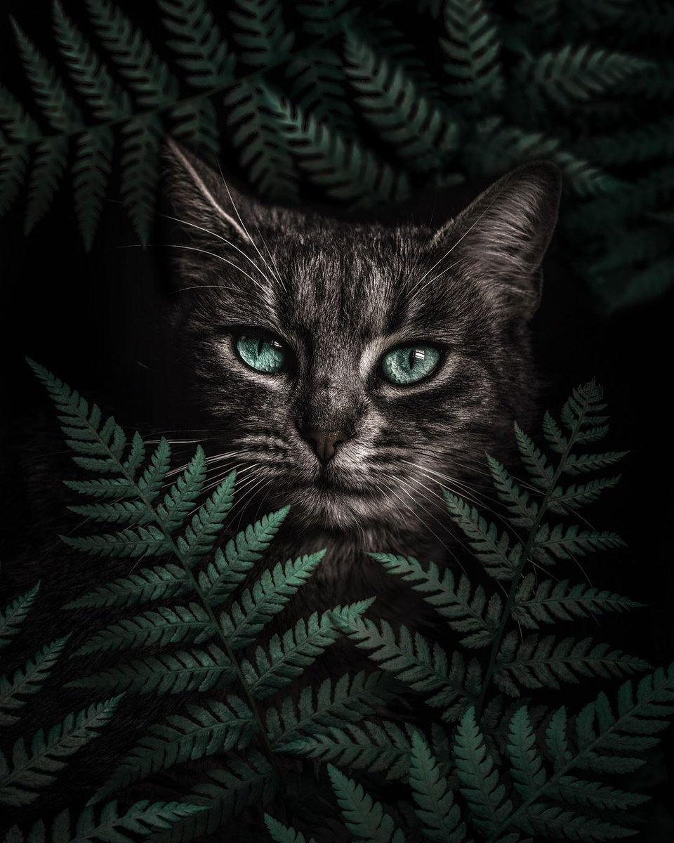 Al Barizi 💙 tweet media