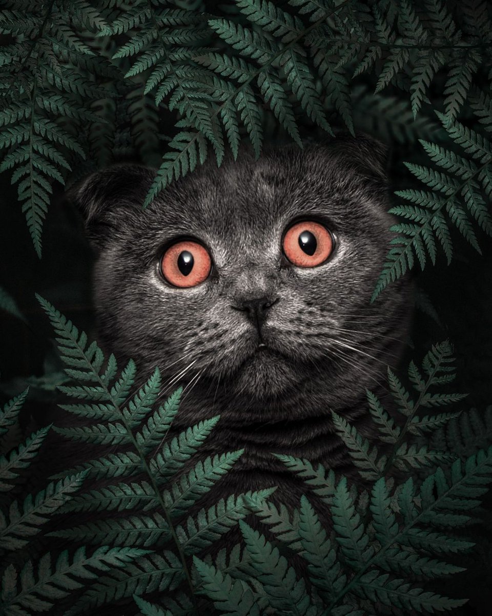 Al Barizi 💙 tweet media