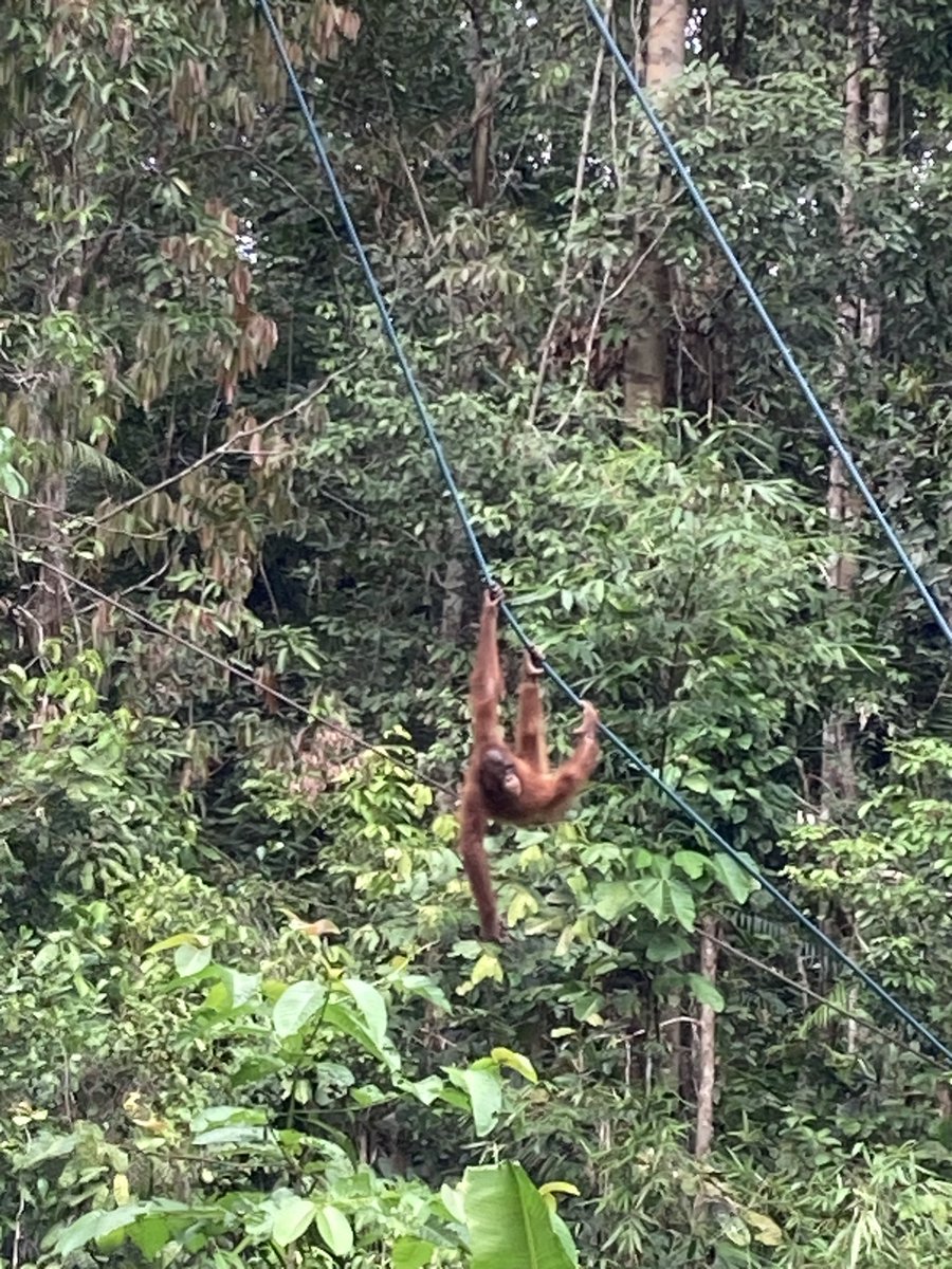 PGSworldchall's tweet photo. @PenistoneGS
Team2βs morning at semenggoh orangutan sanctuary, saw 3 in total including a baby boy and his mum. Then Kuching food festival for tea!!!
π¦§ππ΄#orangutangenderreveal #junglevip #boattriptoaclosedpath #alfiemcgowan https://t.co/HU315gLzRG