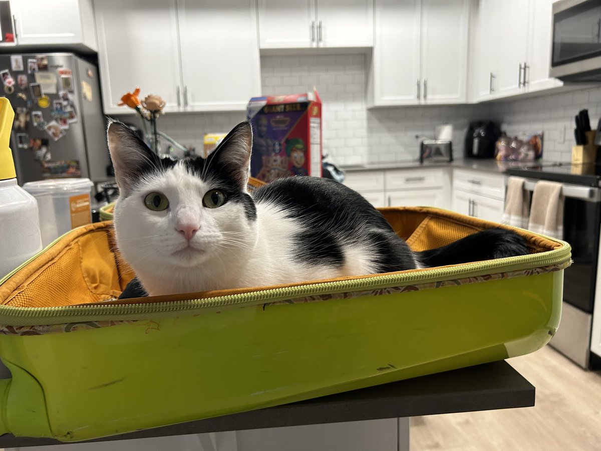 ilyelenaz's tweet photo. Someone wanted to come with me on the flight today, love this rat cat https://t.co/G3MBHSicvA