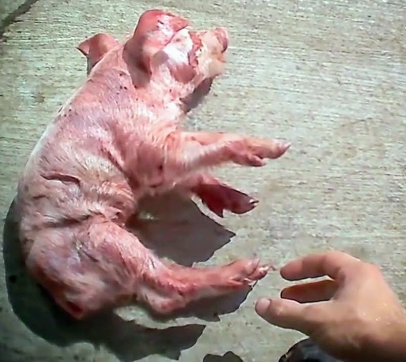 Thumping: baby pigs that don’t grow fast enough are bashed headfirst onto the concrete floor and killed. This is a standard and legal practice in farms. Stop Supporting Animal Cruelty GoVegan🌎🌱 #AnimalRights #GoVegan #EndSpeciesism #Vegan #RosesLaw