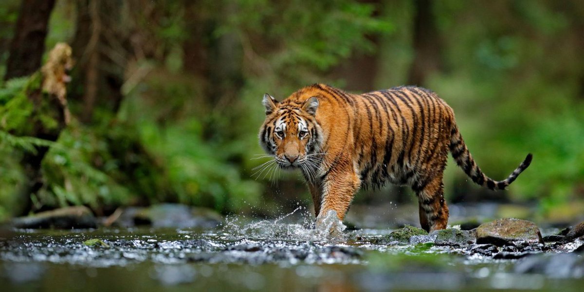 🐯Daily Quick Fact;

apa sebab Allah ciptakan harimau punya belang?

Jawabannya untuk memudahkan harimau ketika berburu mangsa, karena belang itu berfungsi sebagai kamuflase bagi harimau.

tapi kenapa warnanya oren?
bukannya malah susah berkamuflase?

Jawabannya ada dibawah;