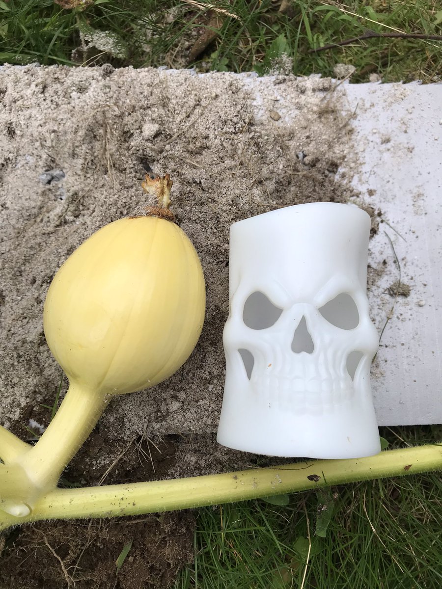 acres_creek's tweet photo. Look at the difference in just 15 days #halloweenallyear #halloween🎃 #hauntedhouse #everydayishalloween #halloweendecorations #halloweendecor #jackolantern #gianttomatoes #trickortreat #pumpkinpatch #vermont #morton1623 #giantpumpkingrower #pumpkinpatch #Fair #pumpkin #tomatoe https://t.co/Y70wiZO75D