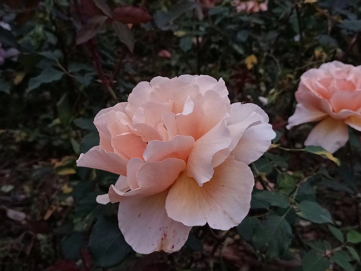 Summer roses always lose their soul.😞#Flowers #myroses #RoseWednesday