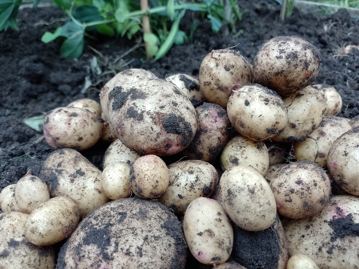 YorkArmyMuseum's tweet photo. The recipe from our mini #digforvictory garden this #wartimewednesday come from the Ministry for Food and is for Potato Soup.  @RHSSchools https://t.co/SimXvF8hJx