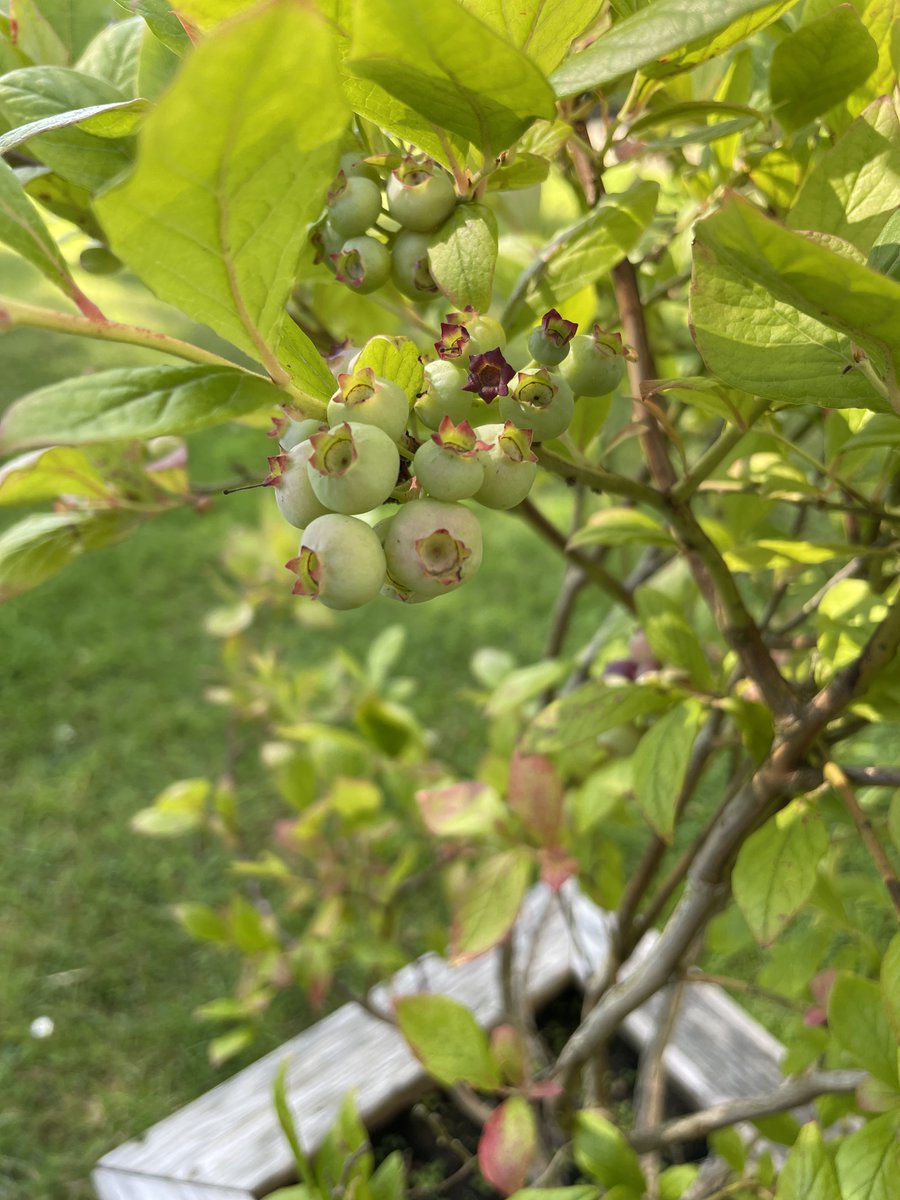 Our #blueberries are doing really well albeit very late in ripening this year. I'm guessing it's because it's been quite cold and rainy this #summer? Has anyone else noticed the same this year?

allthatgrows.co.uk/fruit/how-to-g…