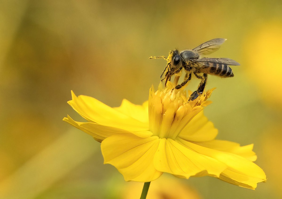 vishalvjadhav99's tweet photo. Indian Honey Bee
#Apis
#BeeDay #bees #pollinators #Macro #ThePhotoHour #Beesday #IncredibleIndia #pollination #bee https://t.co/JONh05mcGQ