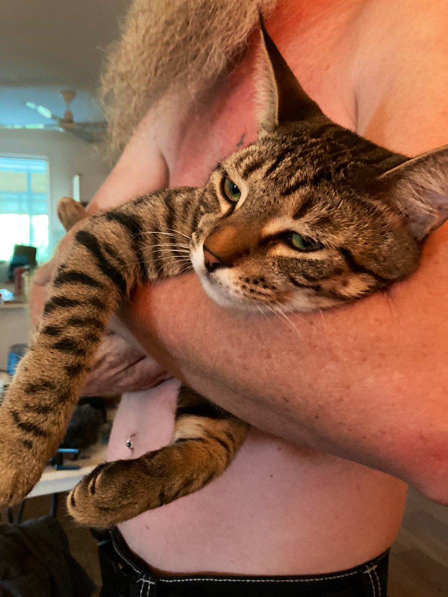 FinnAndMiaExtra's tweet photo. rare moment caught on camera when finn isn’t struggling  in @weskrantz’s cruel grip https://t.co/qcr6G88U8a