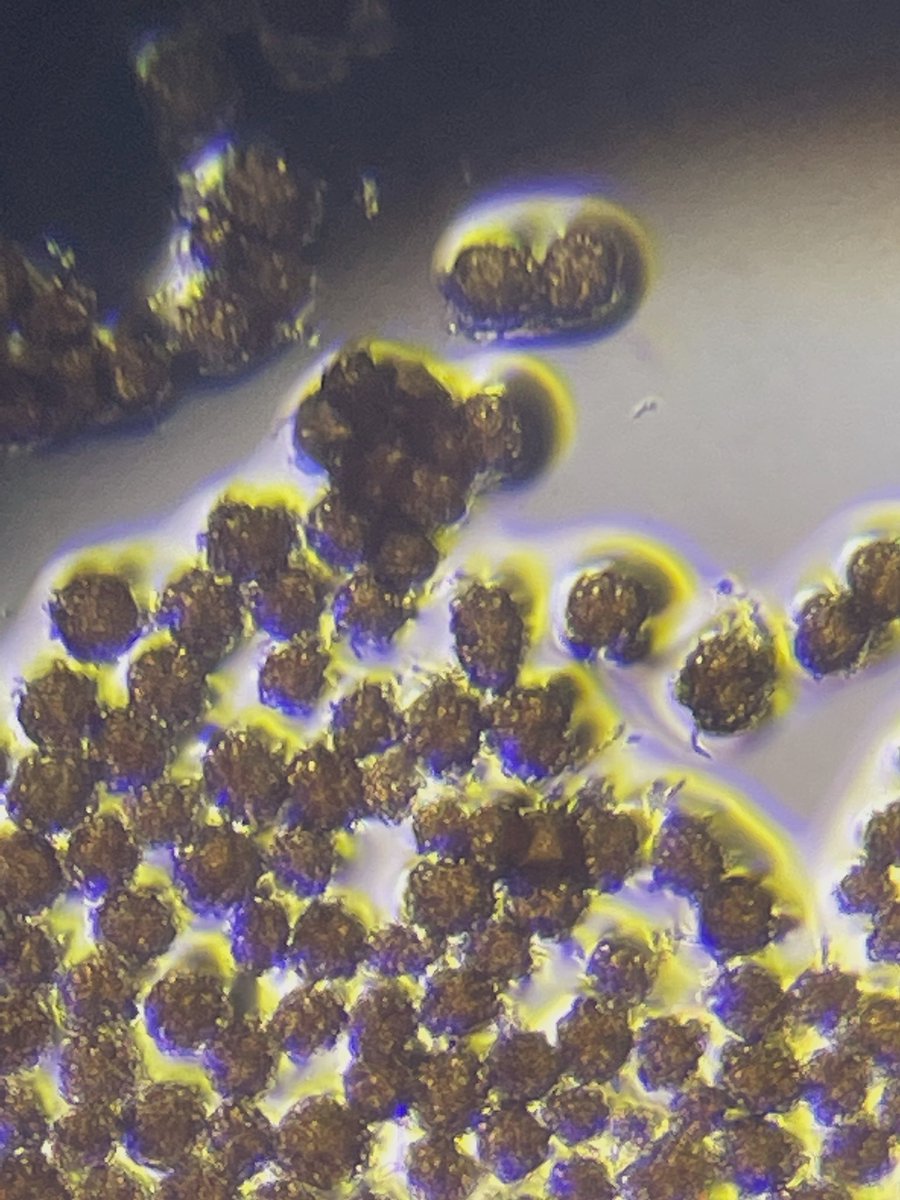 Chris Pull tweet media