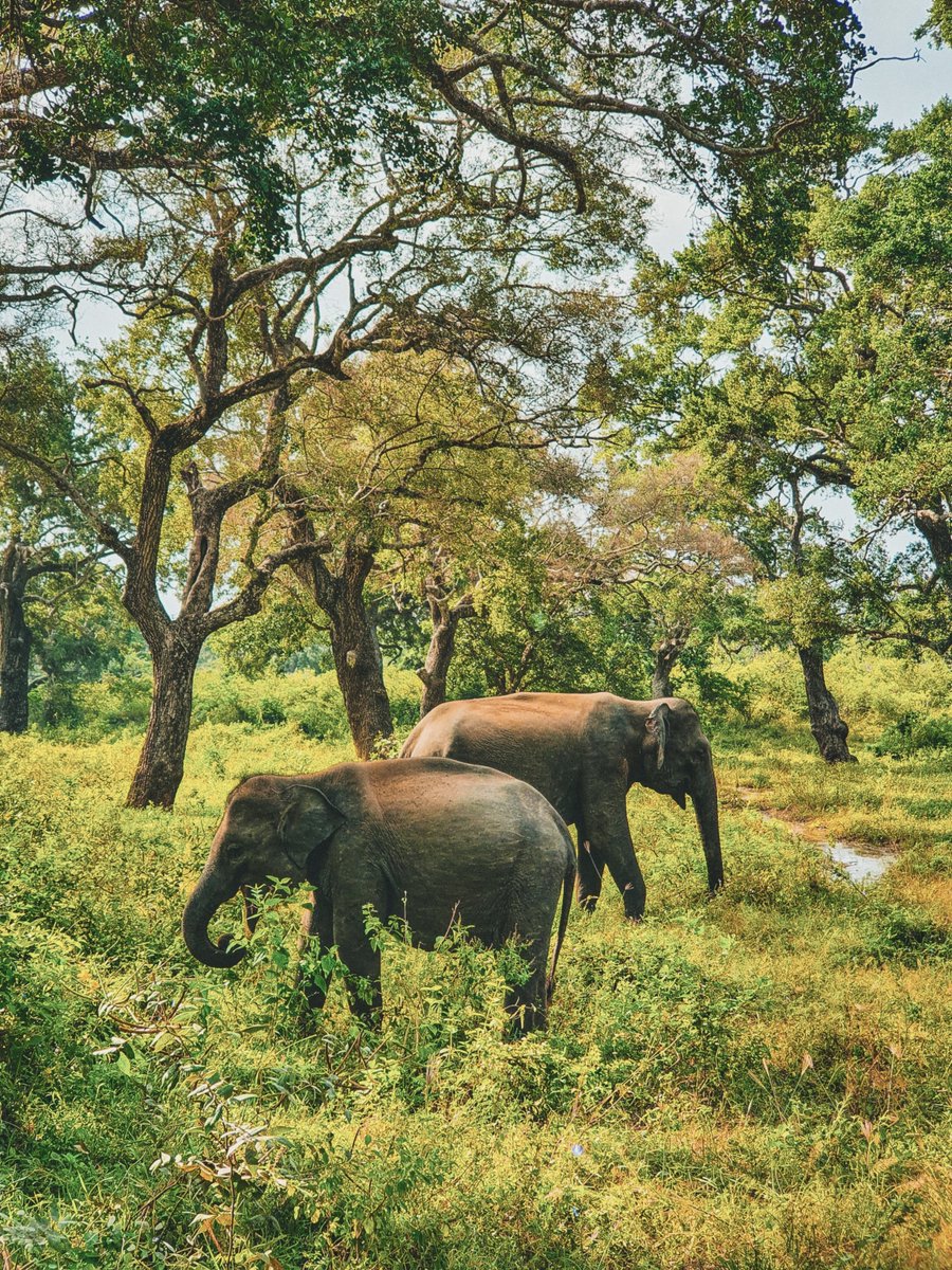 lessthan_co's tweet photo. Some species develop ingenious forms of camouflage to blend into their natural habitats and avoid detection from predators. Elephants are not one of them.

#CriticallyEndangered #Camouflage #Sumatran #Elephants #WildlifePhotography #Endangered #SumtranElephant #ReWild https://t.co/XwfdSCVoJV