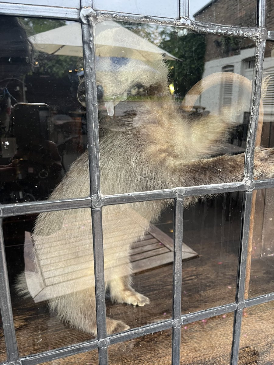 theyogacrow's tweet photo. @fifiglover not a great pic, however a drooling badger in the window of the flask in Highgate I spotted last night https://t.co/6LDvi5dqIS