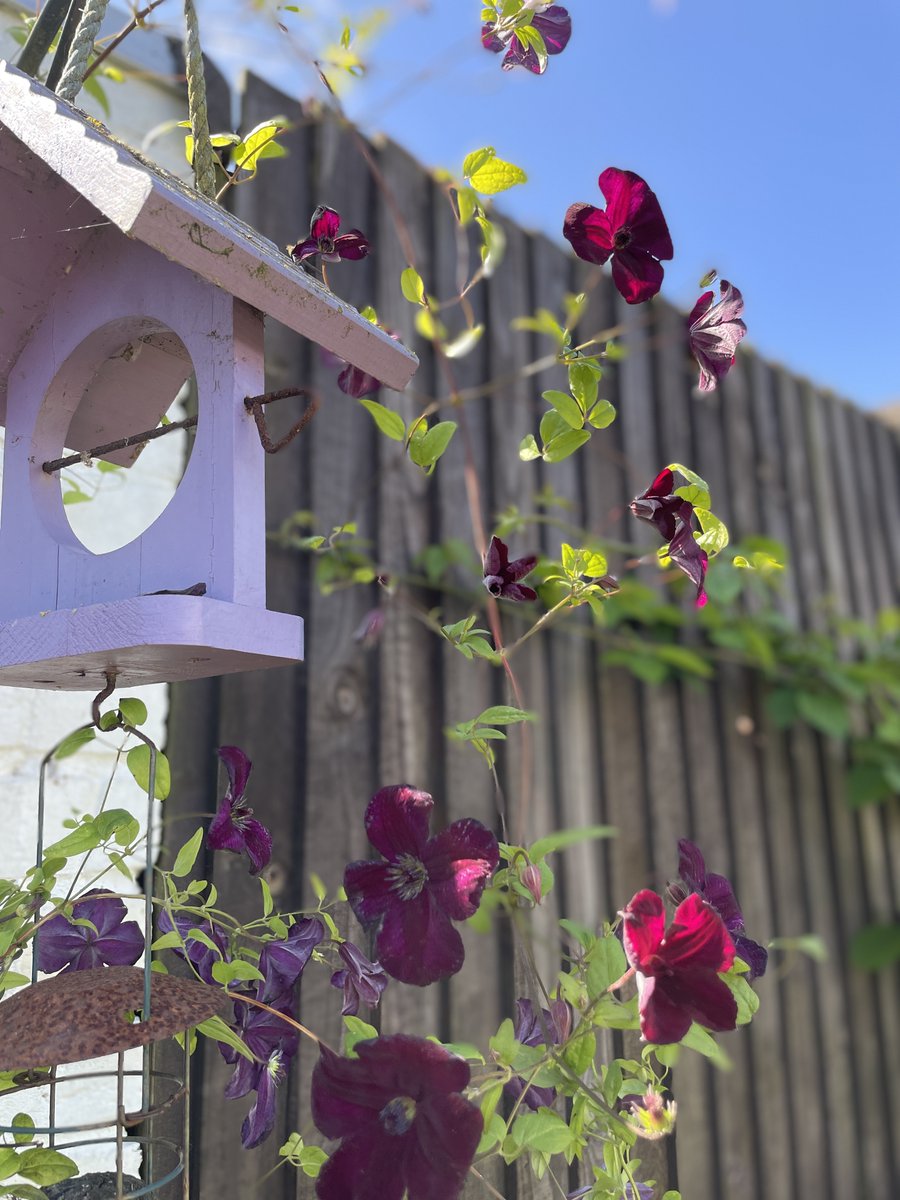 Love the colour of these beautiful flowers. They are really flourishing in their new home.