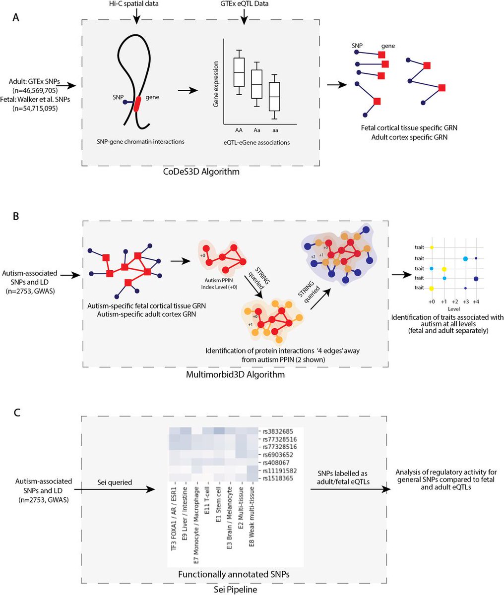 In this study, the Authors provide a biological argument for looking at an autistic individual's phenotype as being related to their combined genetic risk for different clusters of traits <a href="/FoffaJn/">Evgeniia Golovina, PhD</a> <a href="/DrJOSull/">justin M. O'Sullivan</a> <a href="/AucklandLiggins/">Liggins Institute UoA</a> 
bit.ly/3QOyaIj