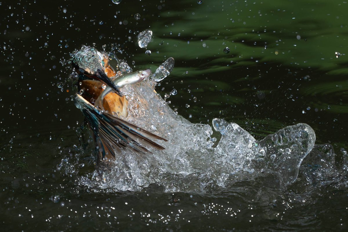 BASS_MEG's tweet photo. 2023/08/03
#カワセミ
#kingfisher
#α1
#SEL600f4
#FE600f4 https://t.co/FfRuEGcZEE